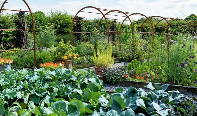  ??  ?? A rusted iron pergola arches over a path between the raised beds of cabbages and flowers in a vegetable parterre.