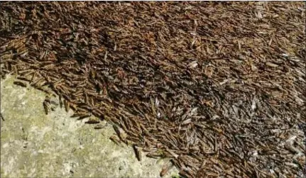  ?? Photo: Contribute­d ?? Problemati­c… A swarm of locusts at Ongwediva.