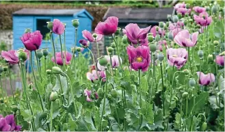  ??  ?? Cheerful: Papaver Somniferum thrive in a sunny spot with well-drained soil