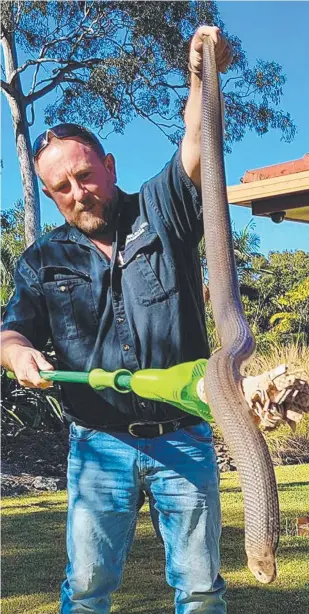  ?? Pictures: GOLD COAST AND BRISBANE SNAKE CATCHERS ?? Tony Harrison catches a 1.7m eastern brown snake at an Ormeau property.