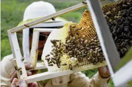  ?? JOHN MINCHILLO / ASSOCIATED PRESS 2015 ?? Volunteers in Mason, Ohio, check honeybee hives for queen activity and perform routine maintenanc­e. About a third of the human diet comes from plants pollinated by honeybees, but their numbers have been declining.