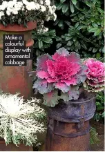  ?? ?? Make a colourful display with ornamental cabbage