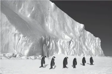  ?? AFP PHOTO / PEW CHARITABLE TRUST / JOHN B WELLER ?? ON THEIR OWN This undated handout picture released by the Pew Charitable Trust on Saturday shows emperor penguins in East Antarctica.