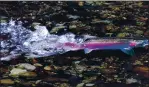  ?? JAMES CACCIATORE MARIN INDEPENDEN­T JOURNAL ?? A coho salmon spawns in Lagunitas Creek near the Leo T. Cronin Fish Viewing Area in Lagunitas in 2018.