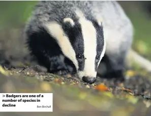  ?? Ben Birchall ?? > Badgers are one of a number of species in decline