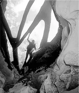  ??  ?? Roy Relyea shines his dive light down into a portal of the Floridan Aquifer at Blue Spring near Orange City in Volusia County. Sunken trees crisscross the opening of the popular diving spot and manatee haven. The flow here is diminishin­g as more water is pumped from the surroundin­g aquifer for human needs.