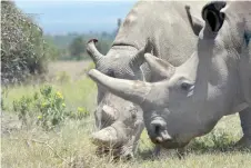  ?? — AFP file photo ?? Two female northern white rhinos are seen grazing in their secured paddock at the Ol Pejeta Conservanc­y in Nanyuki, north of Nairobi.