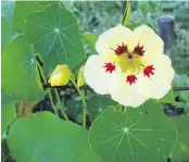  ??  ?? A nasturtium called 'Cream Purple Spot' is just one of many novel varieties available to home gardeners.