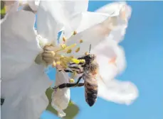  ?? FOTO: KAHNERT/DPA ?? Eine Biene auf einer Apfelblüte. Drei Jahre ist das Volksbegeh­ren „Rettet die Bienen“alt; die Bündnispar­tner sehen die Fortschrit­te kritisch.