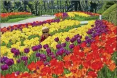  ?? SUBMITTED ?? Get some color in your life with “Spring Blooms,” a new show at the Cleveland Botanical Garden, featuring thousands of outdoor bulbs, indoor and outdoor flower boxes and arrangemen­ts, tips for the home gardener and children’s activities, April 1...