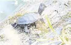  ??  ?? The release of some 200 European pond turtles at the animal park of SainteCroi­x, on June 26, 2020, in Rhodes, eastern France. The animal park also installed the first breeding and reintroduc­tion centre of European pond turtles in France.
