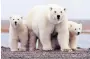  ?? PHOTO: REUTERS ?? Not us . . . A polar bear family in Alaska.