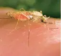  ?? JAMES GATHANY/CDC 2014 ?? The United States has seen five cases of malaria spread by mosquitoes in the last two months, the first time there’s been local spread in 20 years. There were four cases detected in Florida and one in Texas, according to a health alert issued June 26 by the CDC.