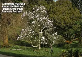  ??  ?? A blooming magnolia tree at the National Trust’s Glendurgan Garden in Cornwall