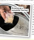  ??  ?? Brewing up a nematode ‘tea bag’