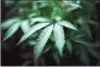  ?? Richard Vogel / Associated Press ?? Medical marijuana patients in Connecticu­t can begin growing at home on Oct. 1 under the state’s new recreation­al cannabis law.