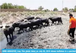  ?? — AFP ?? UMM ABBASIYAT, Iraq: This photo taken on July 05, 2018 shows buffaloes in a parched riverbed some 60 km east of Najaf.