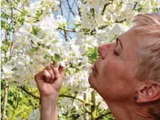  ?? Foto: Brigitte Bunk ?? Gabriele Bschorr schaut nachdenkli­ch auf die einzige Biene, die sie auf den Blüten des Zierapfelb­aums sieht. Dieses Jahr sind wenige Insekten unterwegs, stellt sie fest.