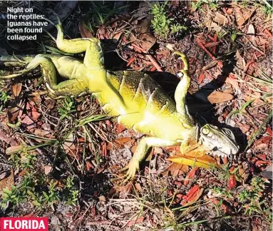  ??  ?? Night on the reptiles: Iguanas have been found collapsed FLORIDA