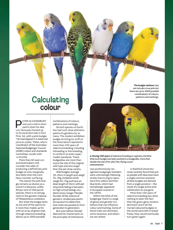  ??  ?? The budgie rainbow may not include a true pink but there are up to 3000 possible combinatio­ns of colours, patterns and markings.
During 150 years of selective breeding in captivity, the lithe little bush budgie has been pushed to a budgezilla, more than double the size of its wild, free-flying cousin.