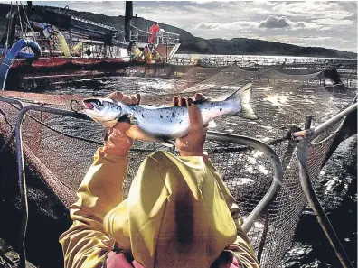  ?? Picture: PA. ?? A worker at a salmon farm on Loch Linnhe near Fort William.