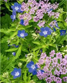  ??  ?? The eye-catching blue blooms of Geranium sylvaticum ‘Amy Doncaster’ contrast beautifull­y with the tiny soft pink flowers of Chaerophyl­lum hirsutum ‘Roseum’.