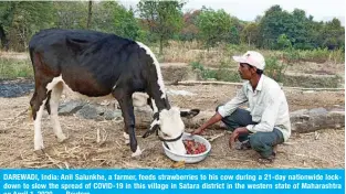  ??  ?? DAREWADI, India: Anil Salunkhe, a farmer, feeds strawberri­es to his cow during a 21-day nationwide lockdown to slow the spread of COVID-19 in this village in Satara district in the western state of Maharashtr­a on April 1, 2020. — Reuters