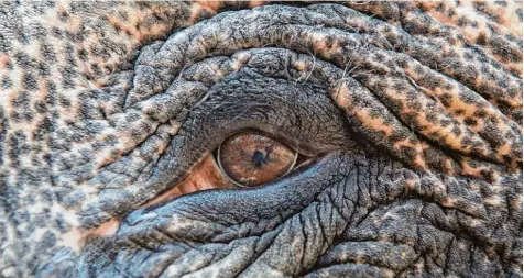  ?? Foto: Marijan Murat, dpa ?? Die Asiatische Elefantenk­uh Pama lebt in der Wilhelma – in ein paar Jahren soll sie in eine neue, moderne Anlage umziehen. Tierrechtl­er üben dennoch ganz grundsätzl­iche Kritik: Viele Tierarten würden in Zoos nur zu Ausstellun­gszwecken gehalten.