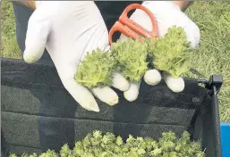  ??  ?? I’ve got the whole weed in my hands . . . A legal-marijuana harvest in Oregon.