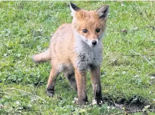  ?? Peter Hunter ?? Fox cub