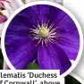  ?? ?? Clematis ‘Duchess of Cornwall’, above, and ‘Pamina’