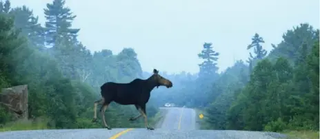  ?? CHRIS PRITCHARD FOR THE TORONTO STAR ?? State Farm and the Traffic Injury Research Foundation have created the Wildlife Roadsharin­g Resource Centre to try to reduce car-wildlife collisions.