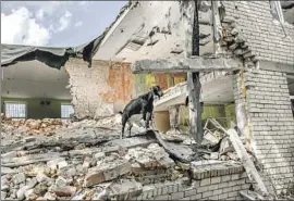  ?? BULENT KILIC AFP/Getty Images ?? A GOAT stands atop rubble in Mykolaiv, Ukraine, the scene of recent Russian strikes. In Crimea, Russian forces were on the defensive amid Ukrainian attacks.