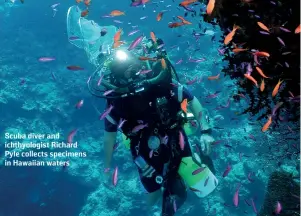  ??  ?? Scuba diver and ichthyolog­ist Richard Pyle collects specimens in Hawaiian waters