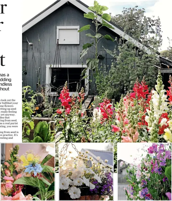  ?? JULIA ATKINSONDU­NN ?? Garden centres have plentiful options of flowering annuals. Favourites include snapdragon­s, main photo, and (inset above from left) nigella, white petunias and blue lobelia, and sweet peas.