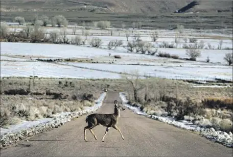  ?? Brian van der Brug Los Angeles Times ?? A DEER crosses a road in Round Valley, Calif. The reasons for snow loss in the state are myriad, but most are tied to climate change.