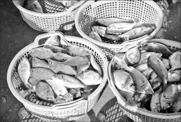  ??  ?? Fish caught by a local fishing boat sit in baskets at the port of Onahama.