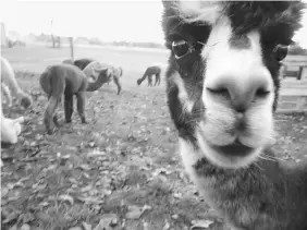  ??  ?? The eponymous animals from Alpacas of York stroll the grounds in Mount Wolf, Pennsylvan­ia.