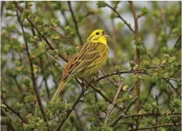  ??  ?? ABOVE A male yellowhamm­er in full voice atop a hawthorn hedge