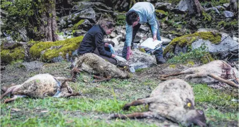  ?? FOTO: DPA ?? Mitarbeite­r der Forstliche­n Versuchs- und Forschungs­anstalt Baden-Württember­g (FVA) und der Forstverwa­ltung Calw untersuche­n die getöteten Tiere bei Bad Wildbad. Sie sind aller Wahrschein­lichkeit einem Wolf zum Opfer gefallen.