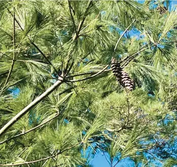  ?? VINCENT A. SIMEONE PHOTOS ?? The cylindrica­l curved cones of an Eastern white pine tree provides winter food for birds.