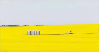  ?? TODD KOROL / REUTERS FILES ?? In March 2019, China suspended export licences for two major Canadian canola producers due to the alleged discovery of pests, but which Prof. Gordon Houlden and others have suggested was more likely the result of tensions.