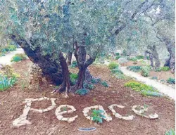  ??  ?? “Peace,” a word written under this olive tree.