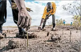  ?? GARY S. CHAPMAN ?? Hopper, the travel booking app, is working with Eden Reforestat­ion to plant trees for every flight or hotel reservatio­n booked by its customers.