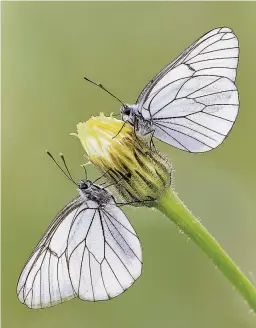  ??  ?? Black Veined White Butterflie­s by Trevor Davenport