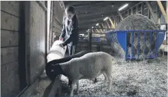  ??  ?? La contributi­on de Zoe, l’aînée, gagne en importance à la ferme. Elle s’occupe de faire les mélanges de grains, en plus de soigner les agneaux et les poules de la ferme.