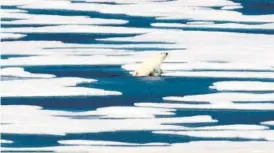  ?? AP ?? ■ NO ESCAPE NOW: A polar bear climbs out of the water in the Canadian Arctic Archipelag­o.