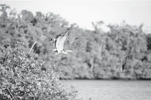  ?? BARBARA P. FERNANDEZ/NEW YORK TIMES ?? A great blue heron takes flight near Everglades City, Fla. U.S. protection­s for birds are eroding.