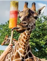  ??  ?? Tall order: A giraffe gets a treat at the West Midlands Safari Park