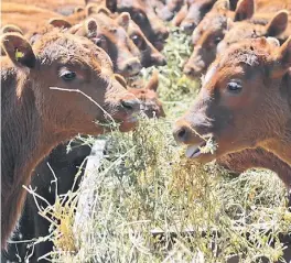  ??  ?? Tendencia. Los invernador­es invirtiero­n fuerte para comprar animales.